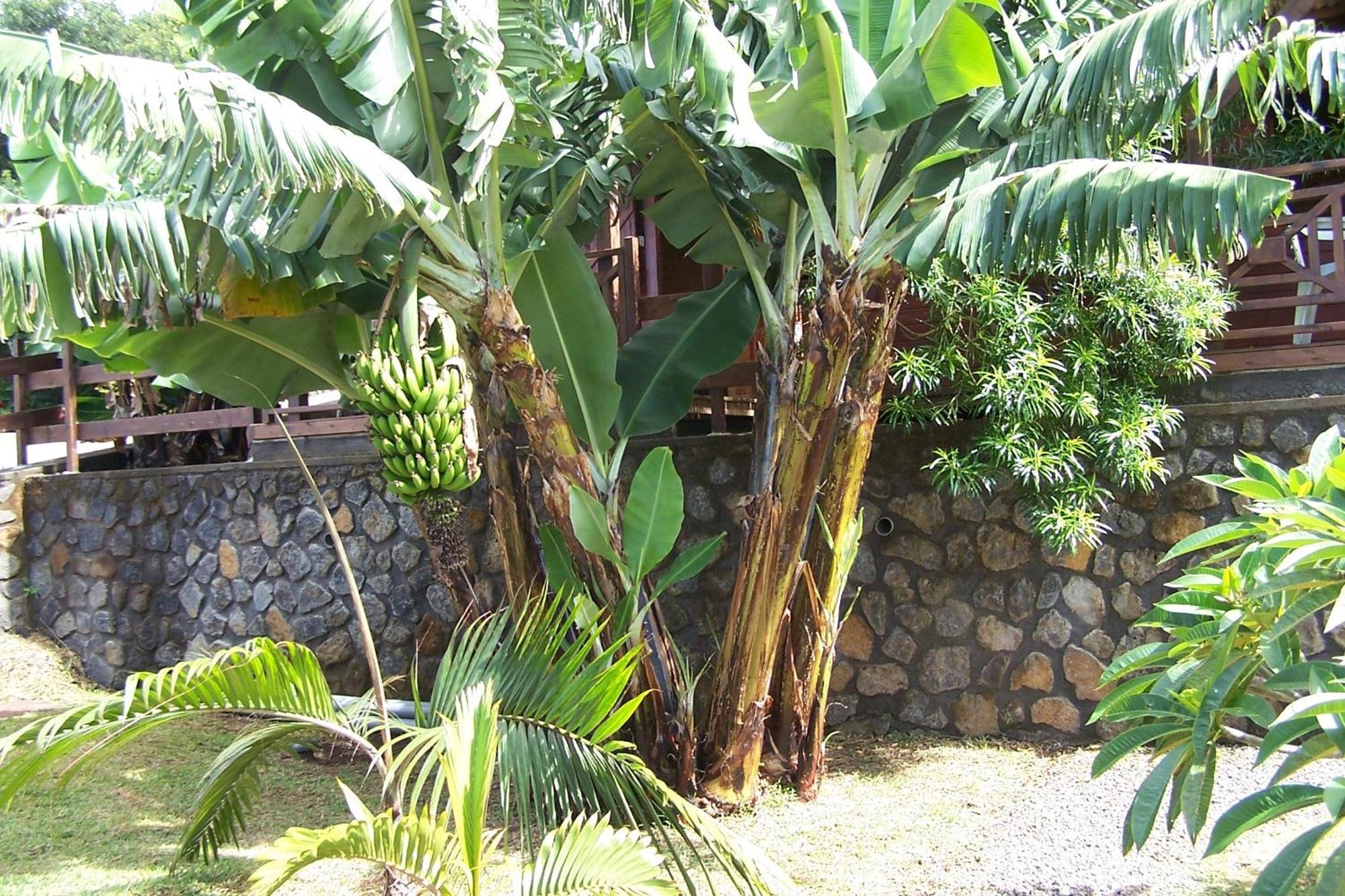 Les Bungalows Les Vanilliers, Sud Sauvage Avec Piscine 圣若瑟 客房 照片