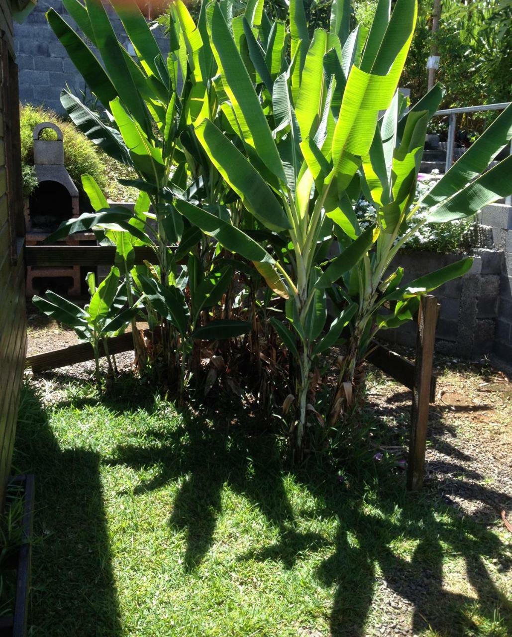 Les Bungalows Les Vanilliers, Sud Sauvage Avec Piscine 圣若瑟 外观 照片